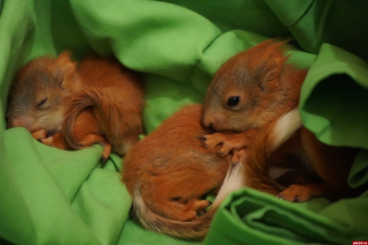 Новорожденные бельчата