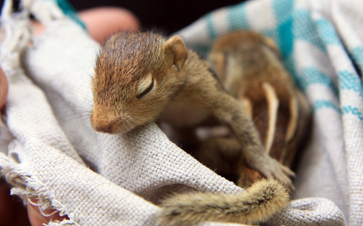 Новорожденные бурундуки