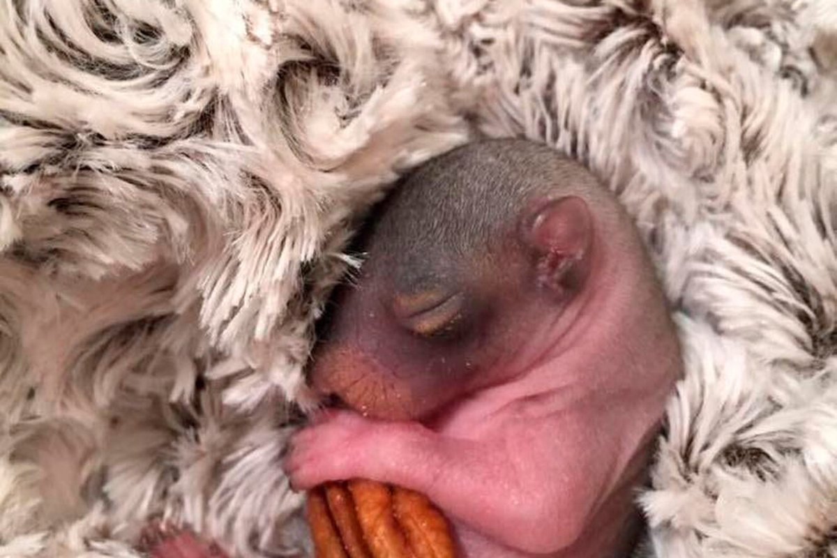 США женщина нашла новорожденного бельчонка и выкормила его