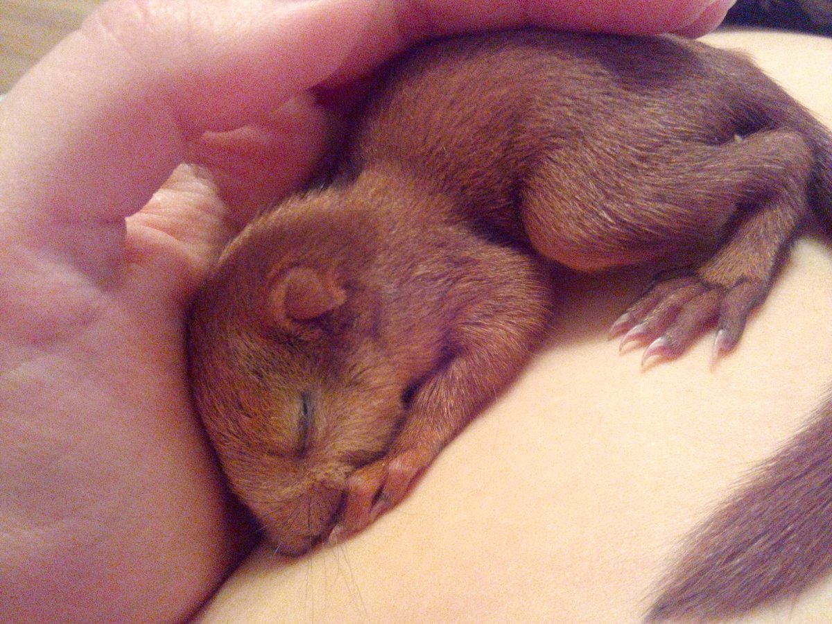 Белка Пушной зверь