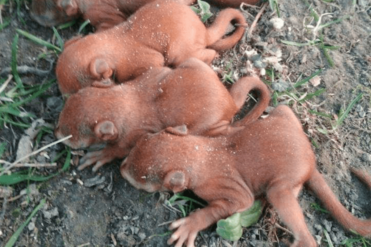 Бельчонок Zippy