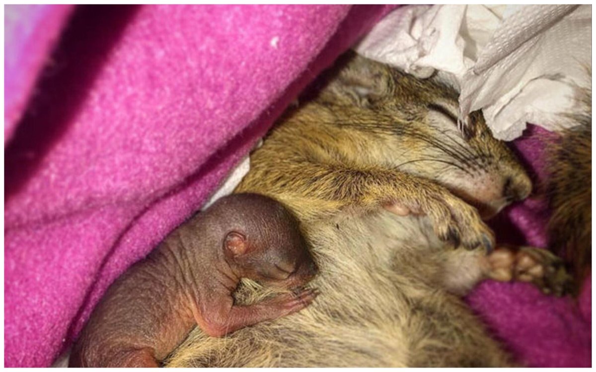 Маленькие Новорожденные бельчата