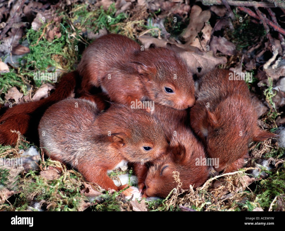 Белка с детенышем