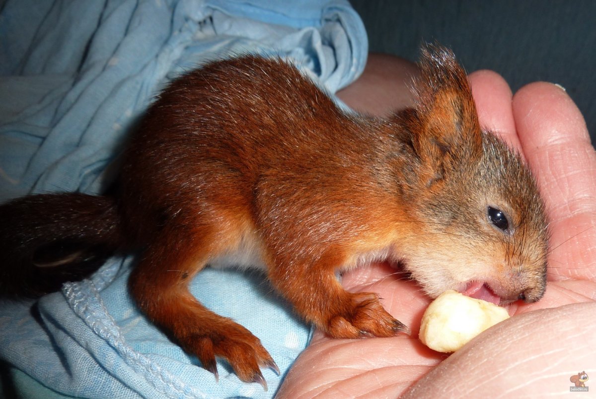 Новорожденный Бельчонок