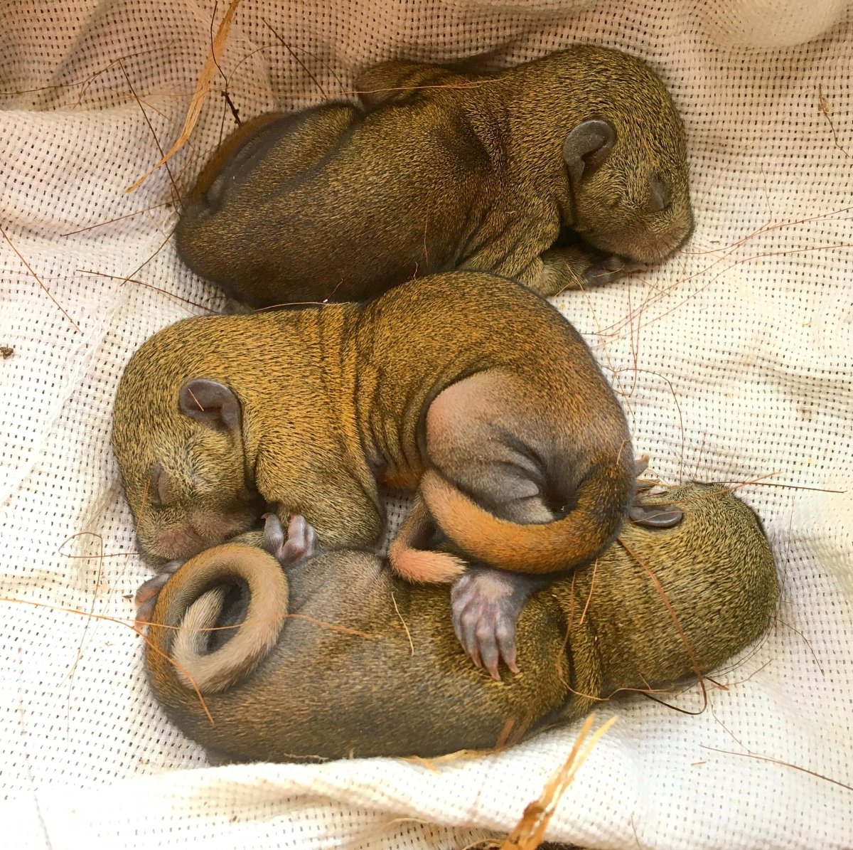 Чем питаются Новорожденные бельчата