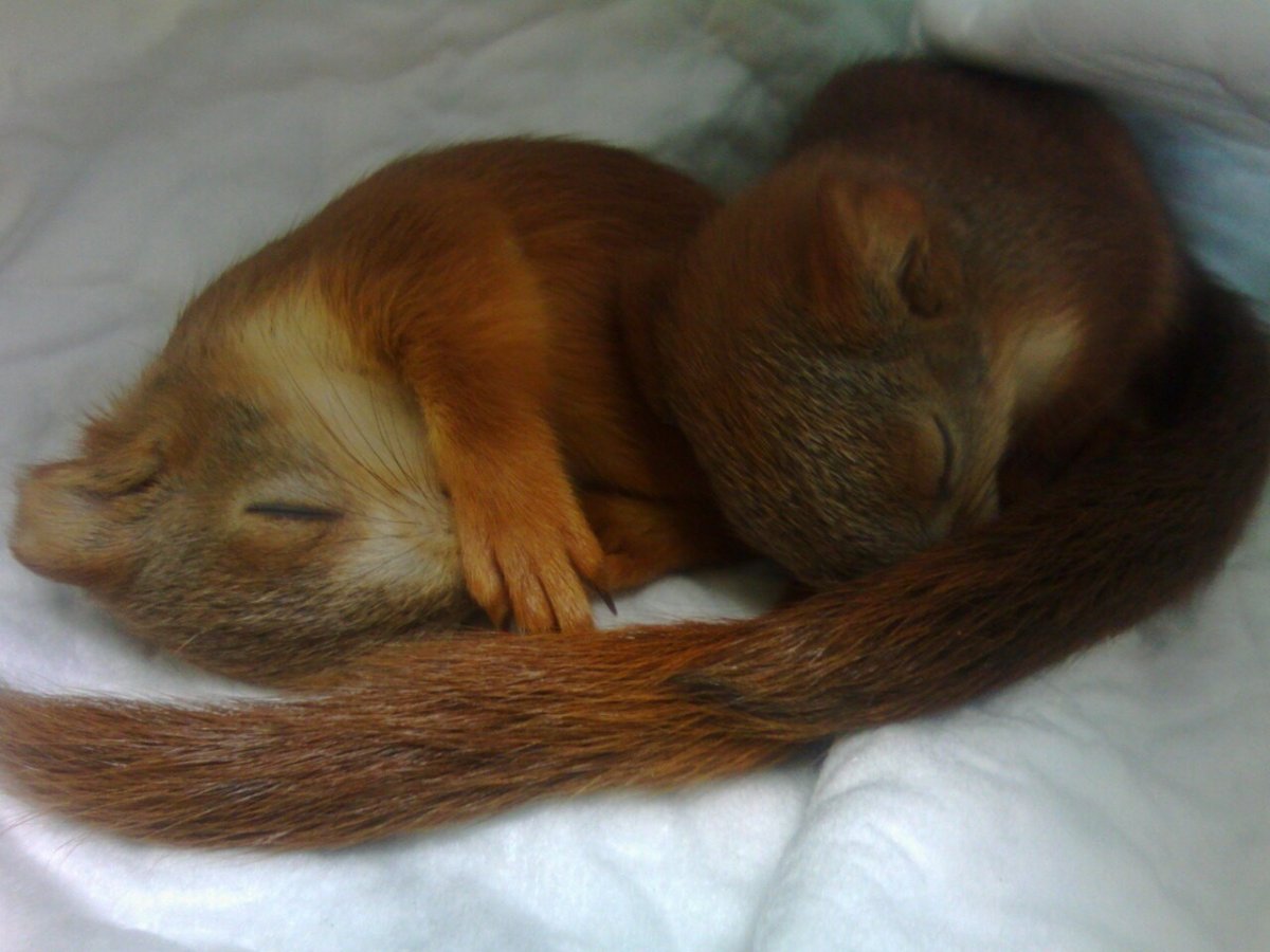 Новорожденный Бельчонок