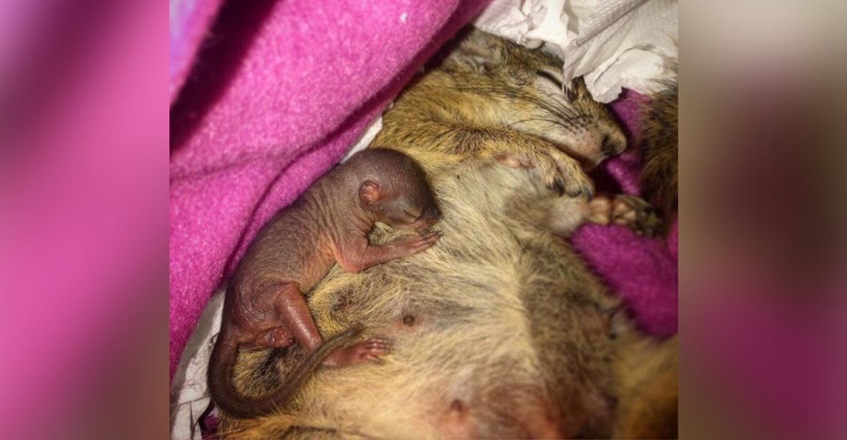 Новорожденный Бельчонок