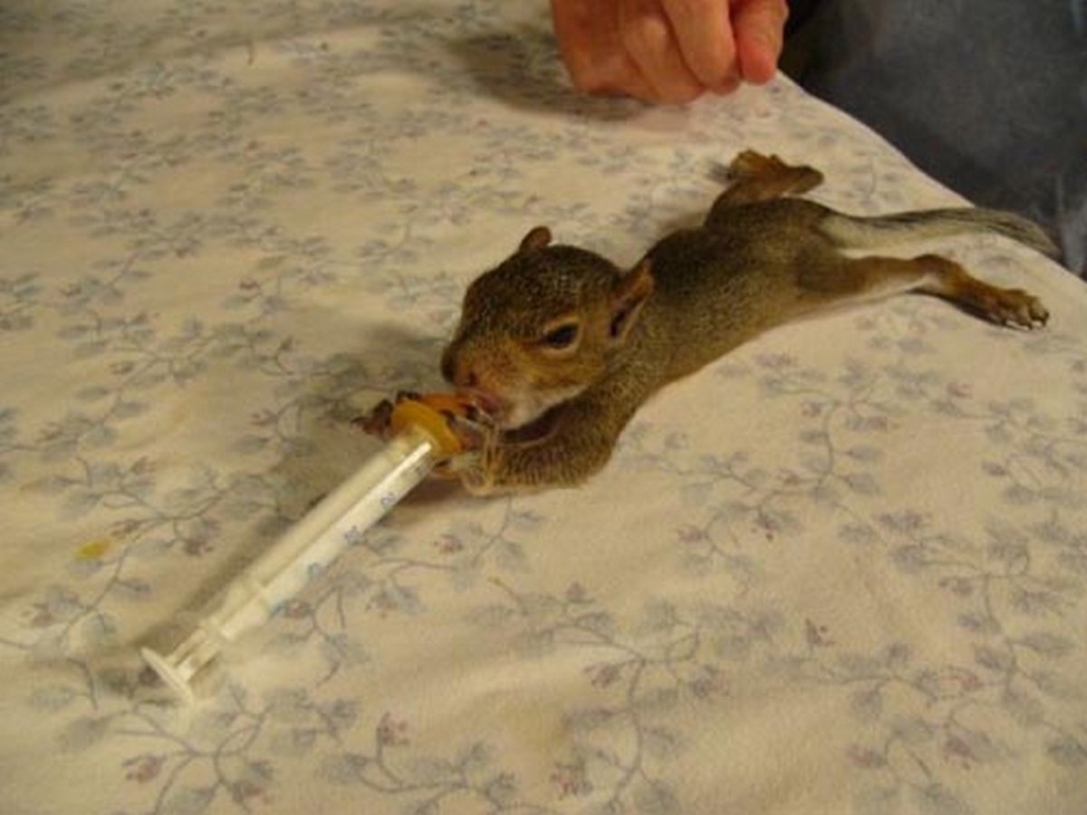 Белка в дупле