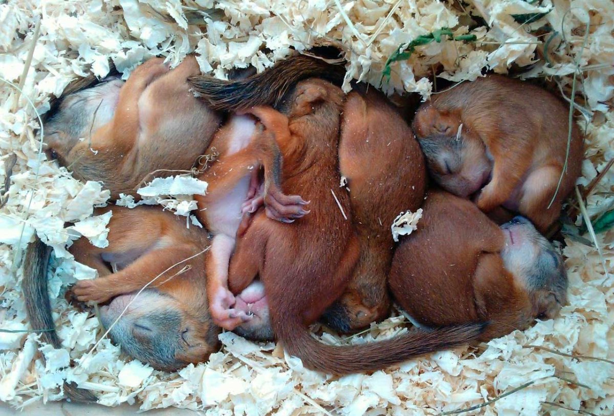 Маленькие Новорожденные бельчата