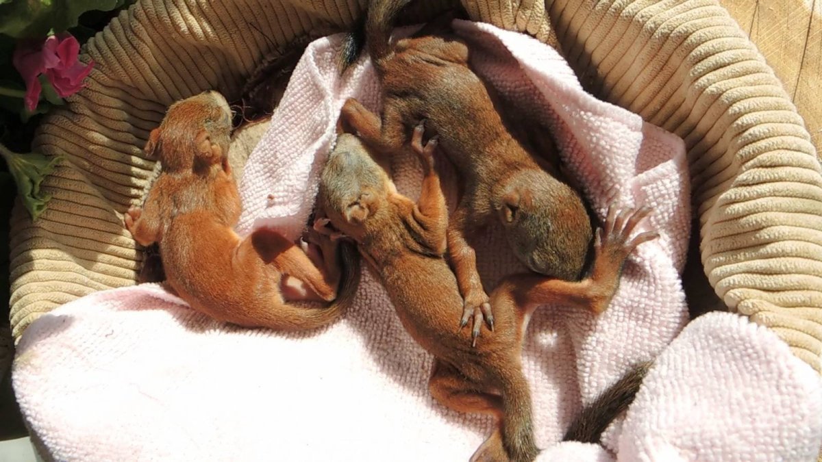 Новорожденный Бельчонок