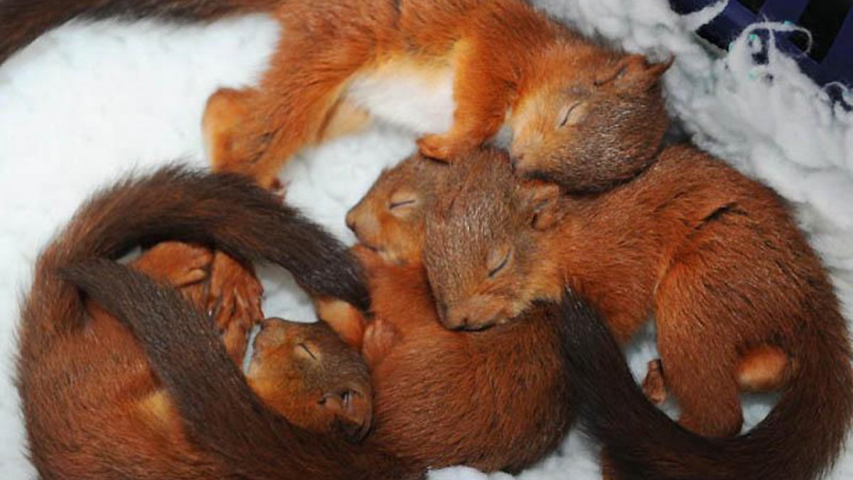 Новорожденные бельчата