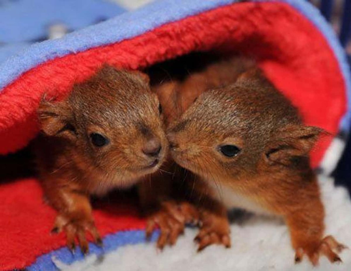 Бурундук новорожденный