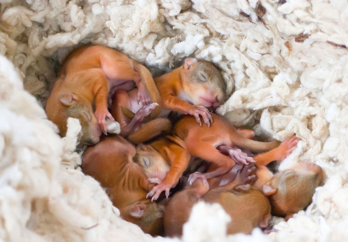 Новорожденные Детеныши белки