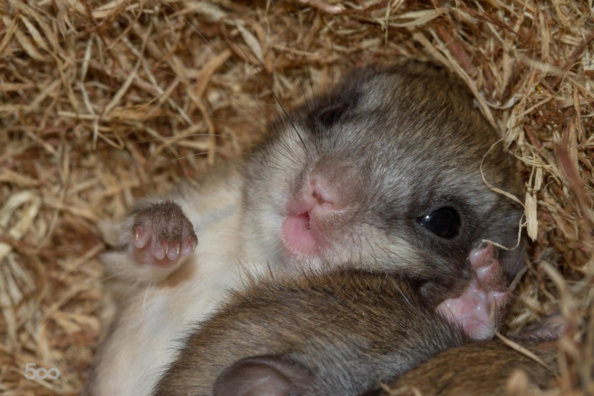 Новорожденные белок летяг