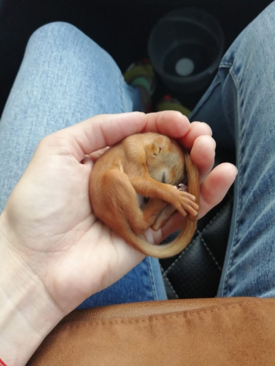 Новорожденный Бельчонок выкармливание