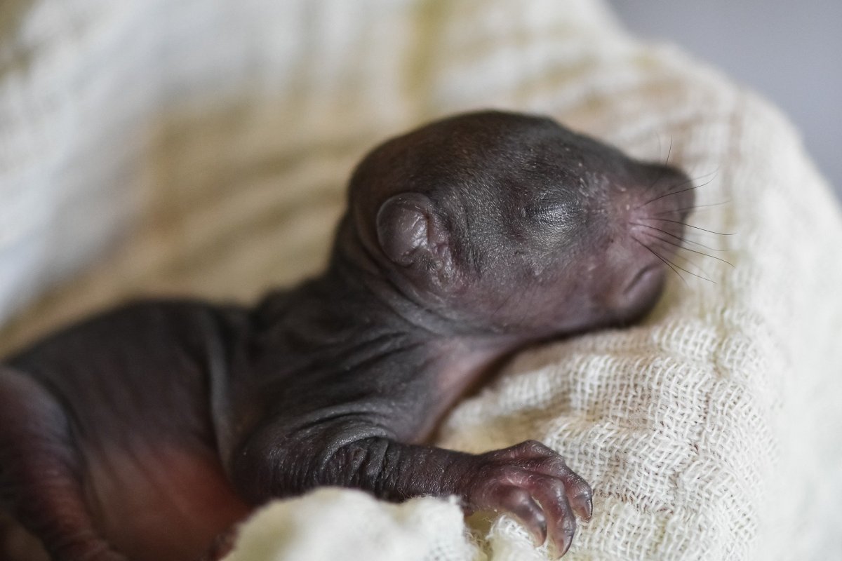 Новорождённые бельчата