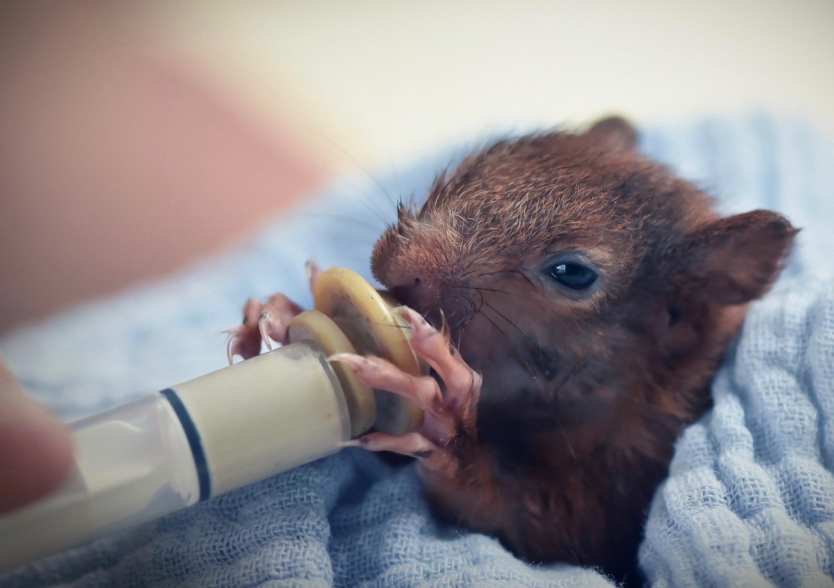 Бельчонок 2 недели