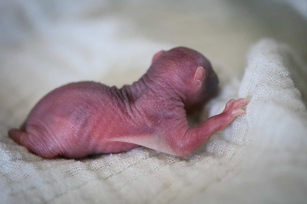 Бельчата несколько дней от роду