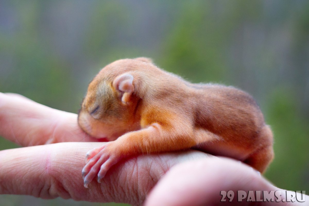 Бельчата после рождения
