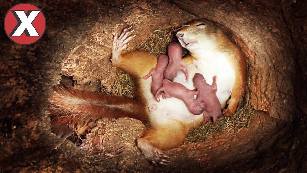 Беременная белка рожает