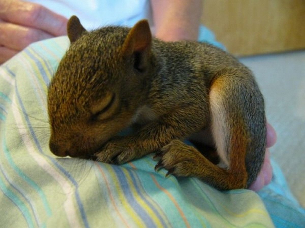 Недельный Бельчонок