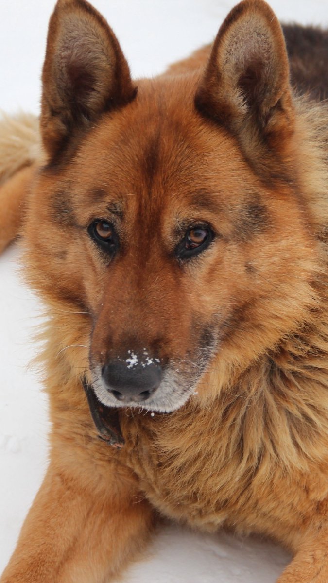 Немецкая овчарка овчарка рыжая