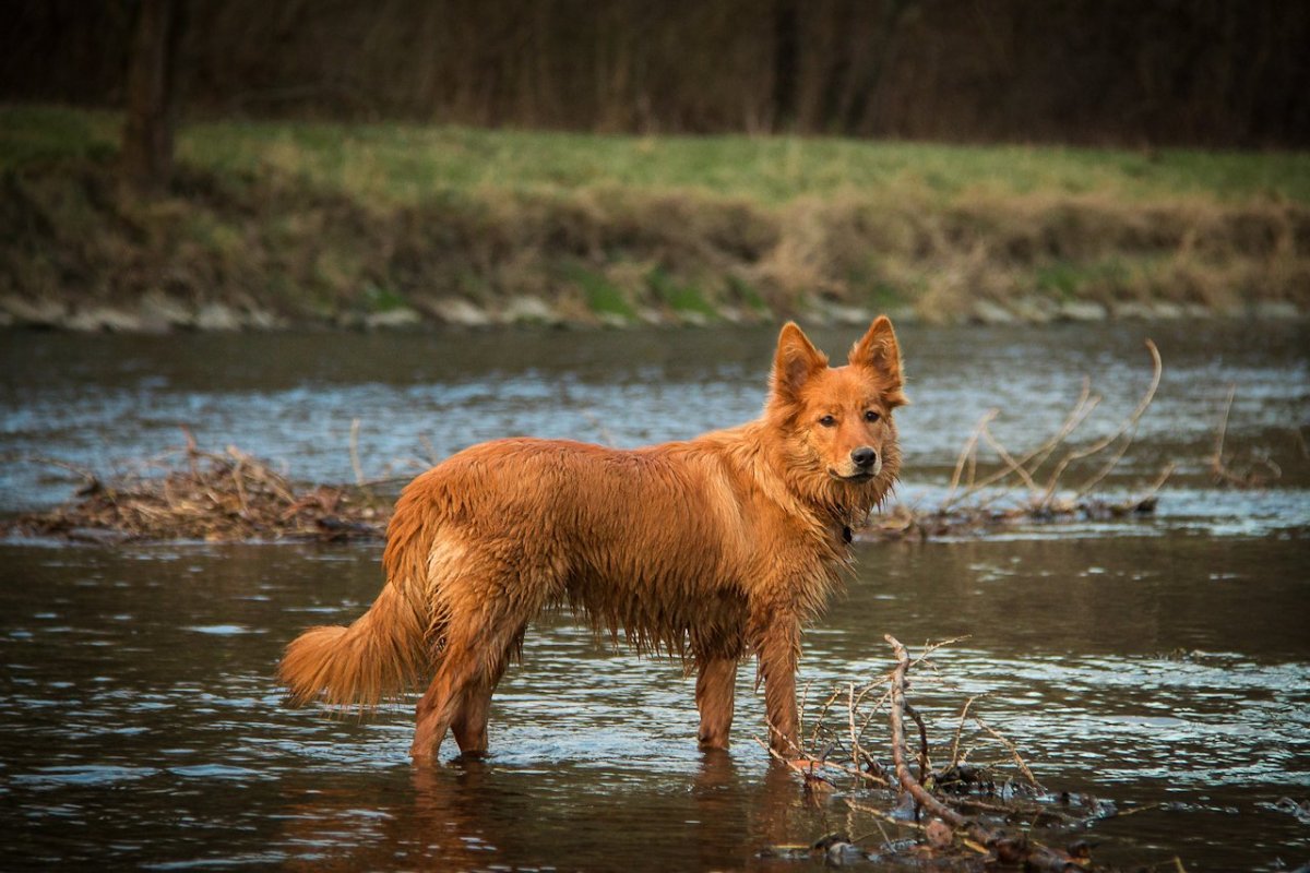Харцер Фукс