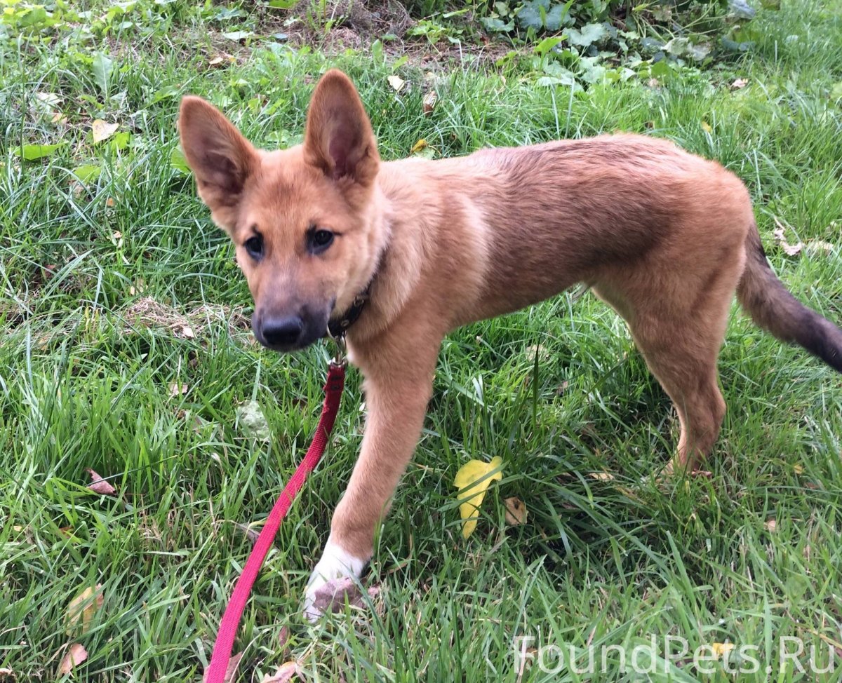 Немецкая овчарка Рей