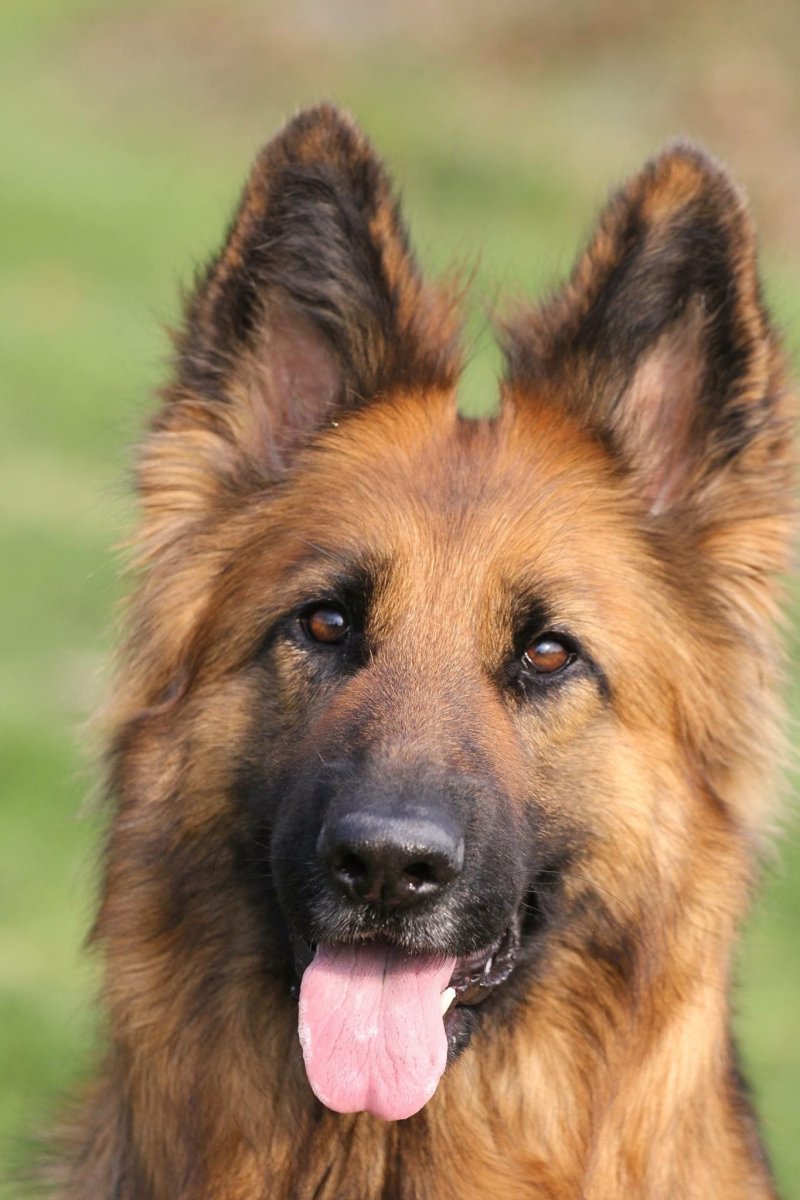 Рыжая овчарка