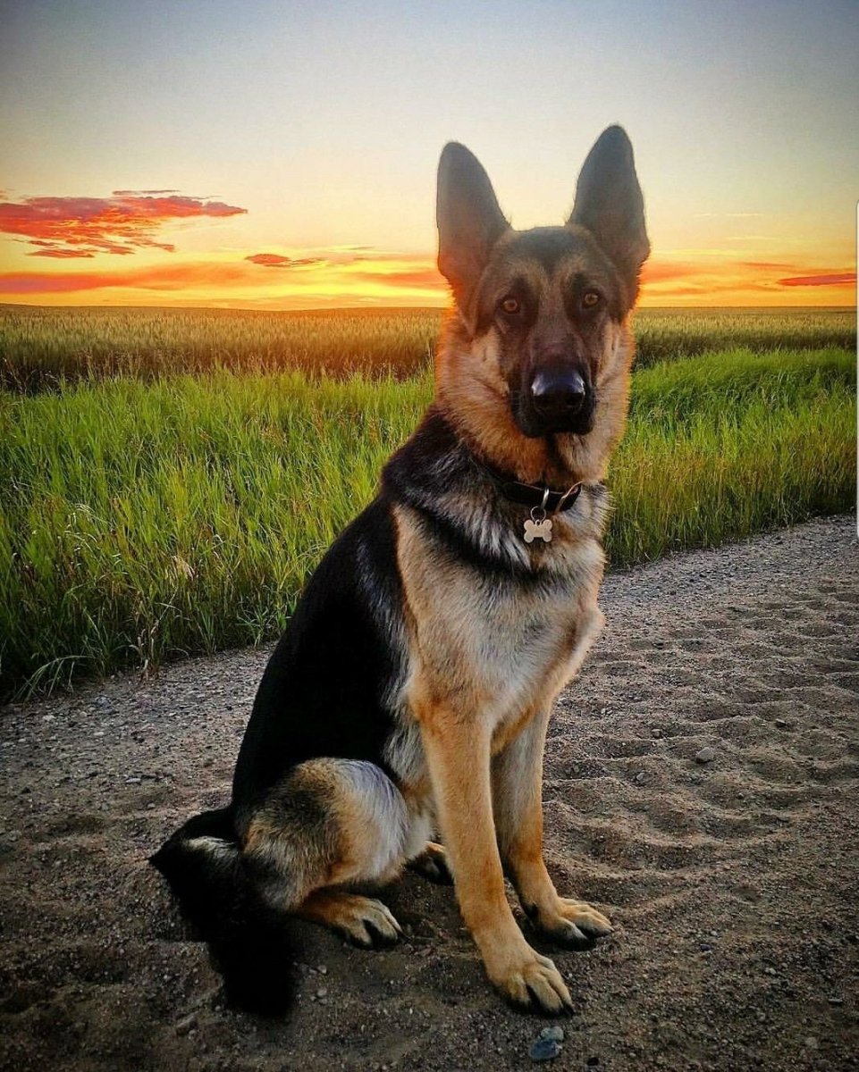 Немецкая овчарка девиантарт