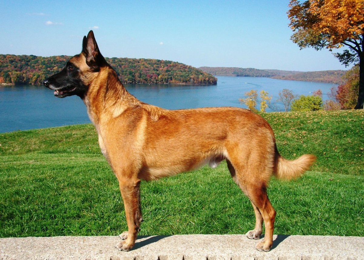 Рыжая овчарка малинуа