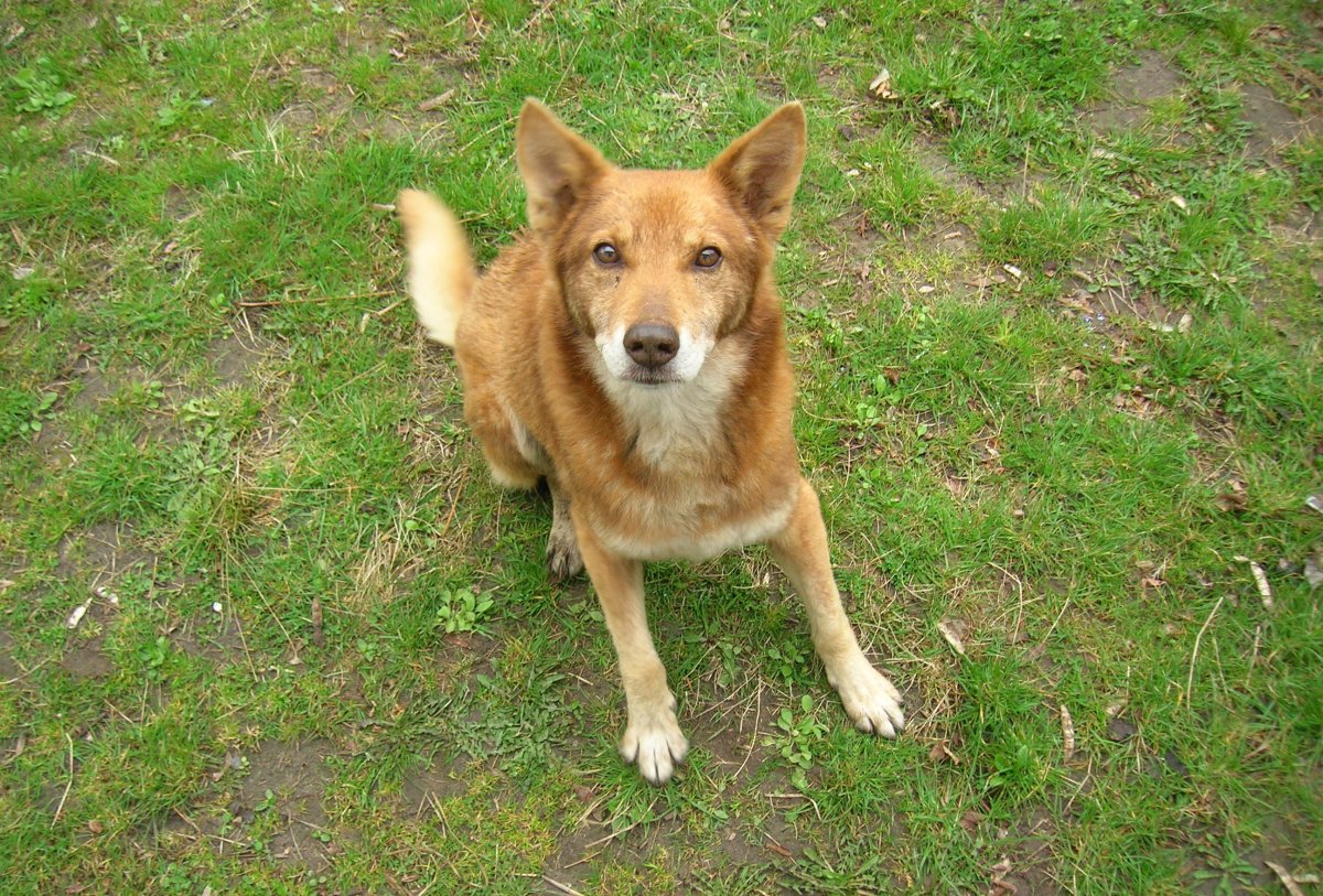 Лайка дворняга рыжая