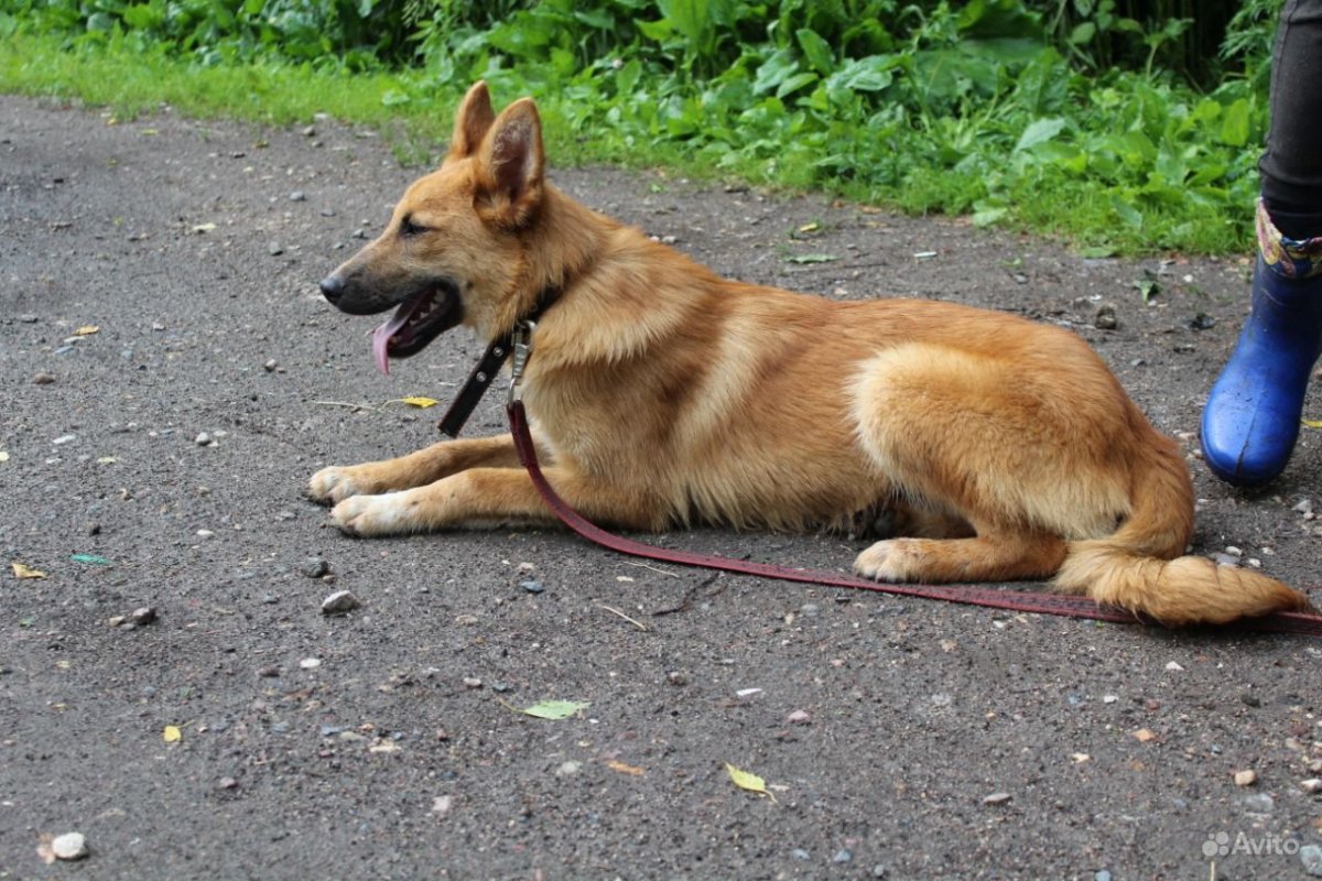 Канадская овчарка рыжая