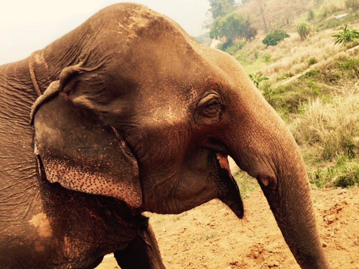 Счастливая слониха (2010)