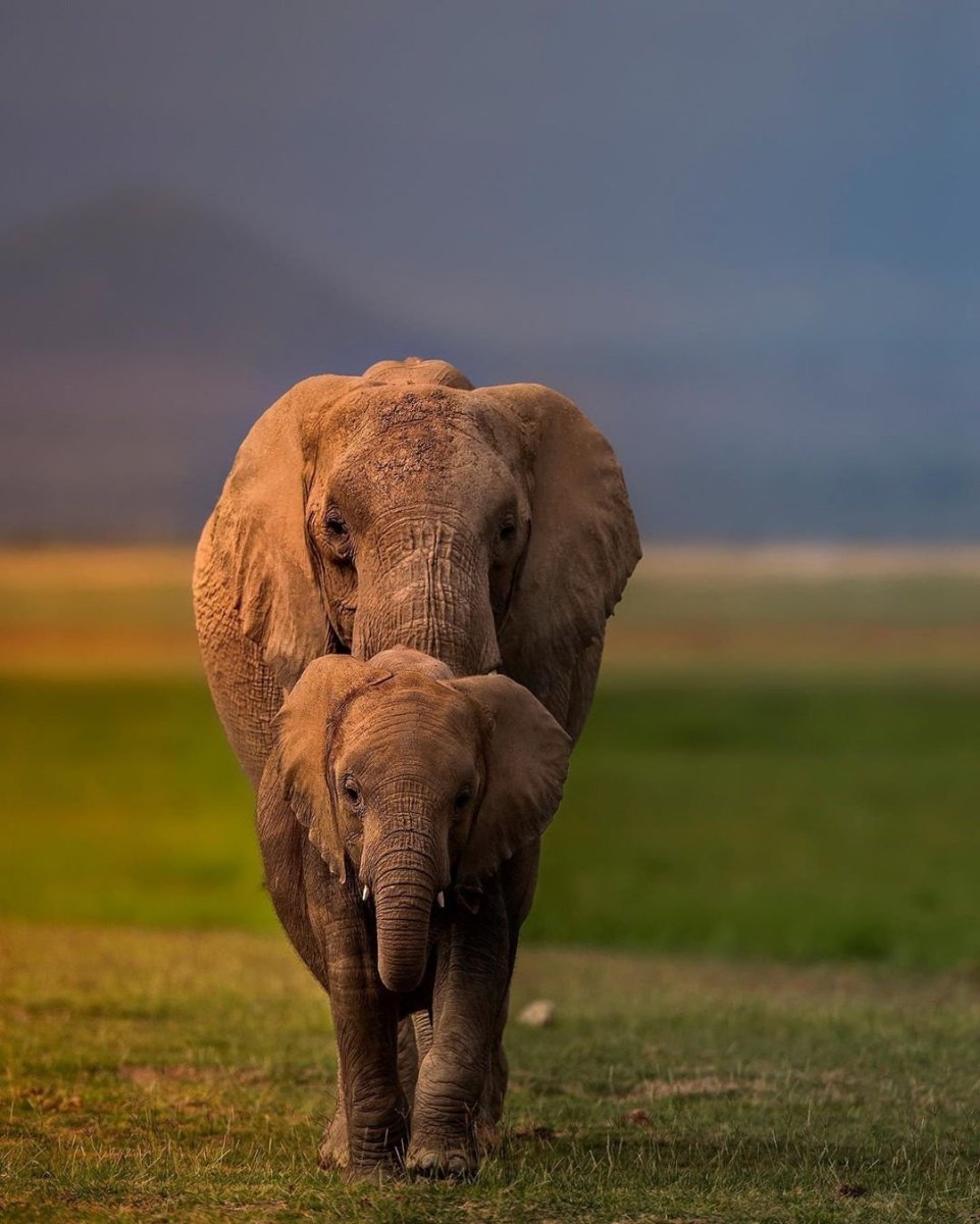 Азиатский слон