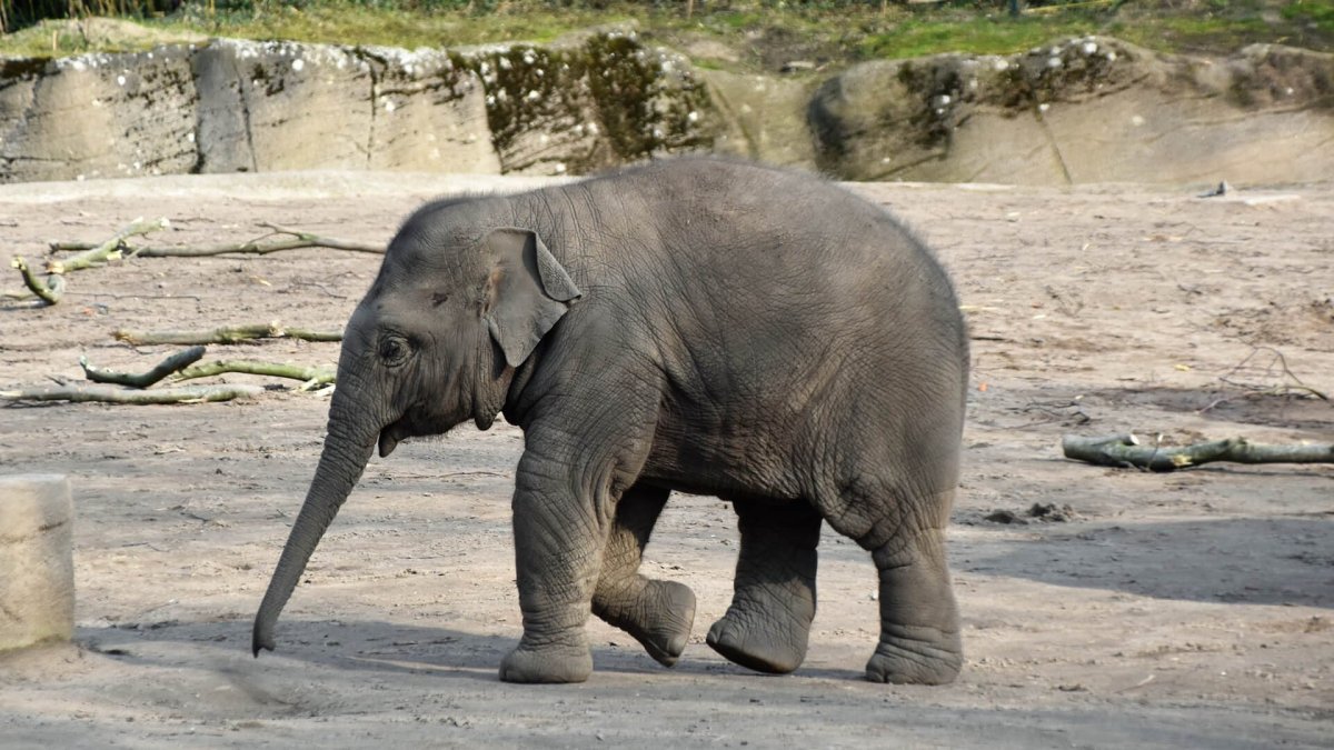 Смешной слон