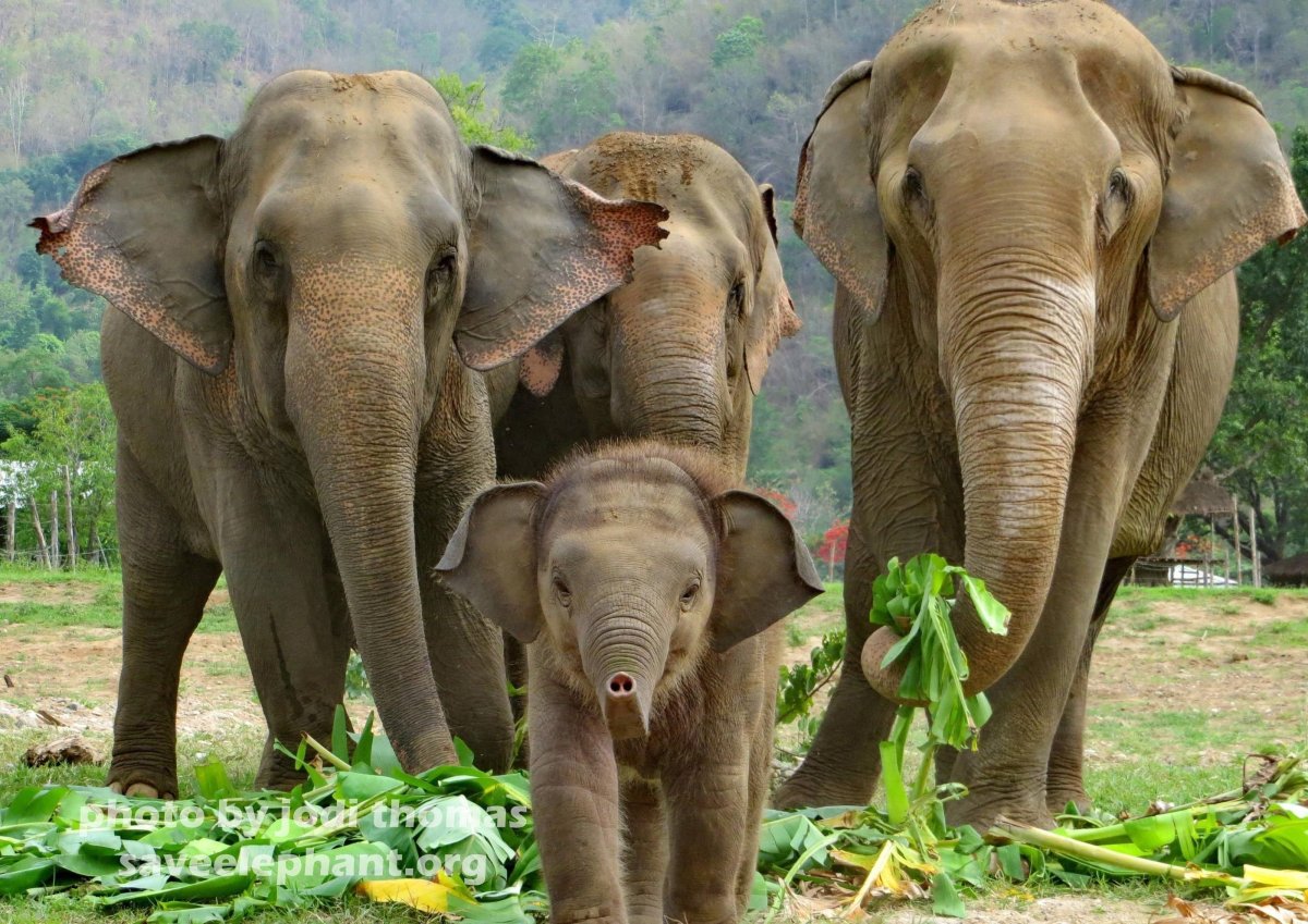 Смешной слон