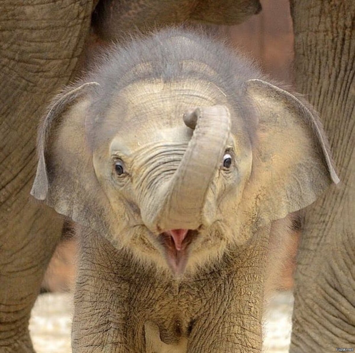 Слон прикол