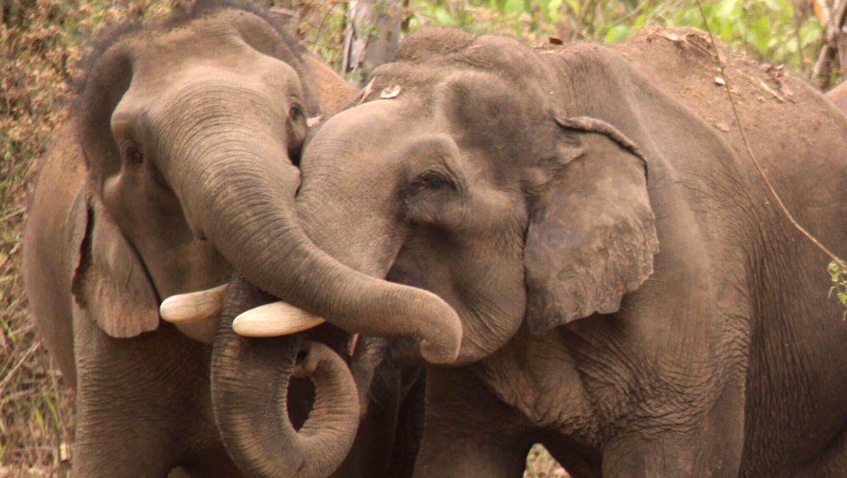 Слоненок улыбается