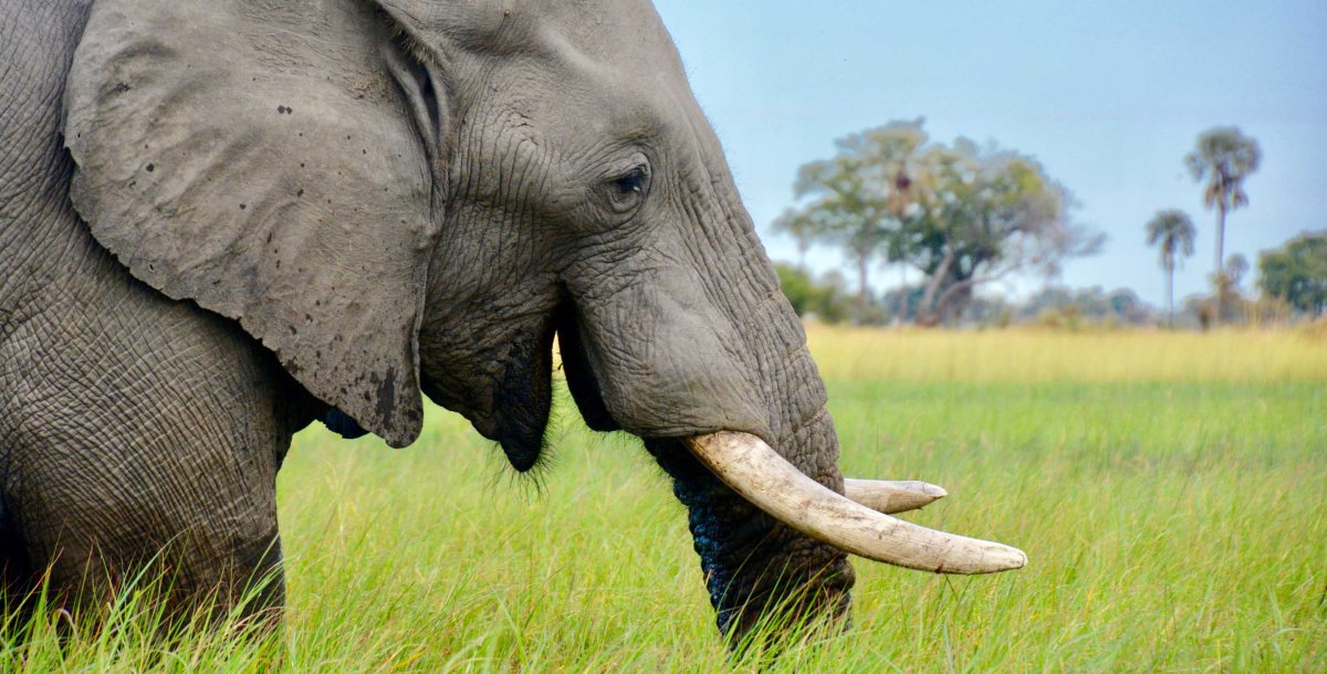 Добрые слоны