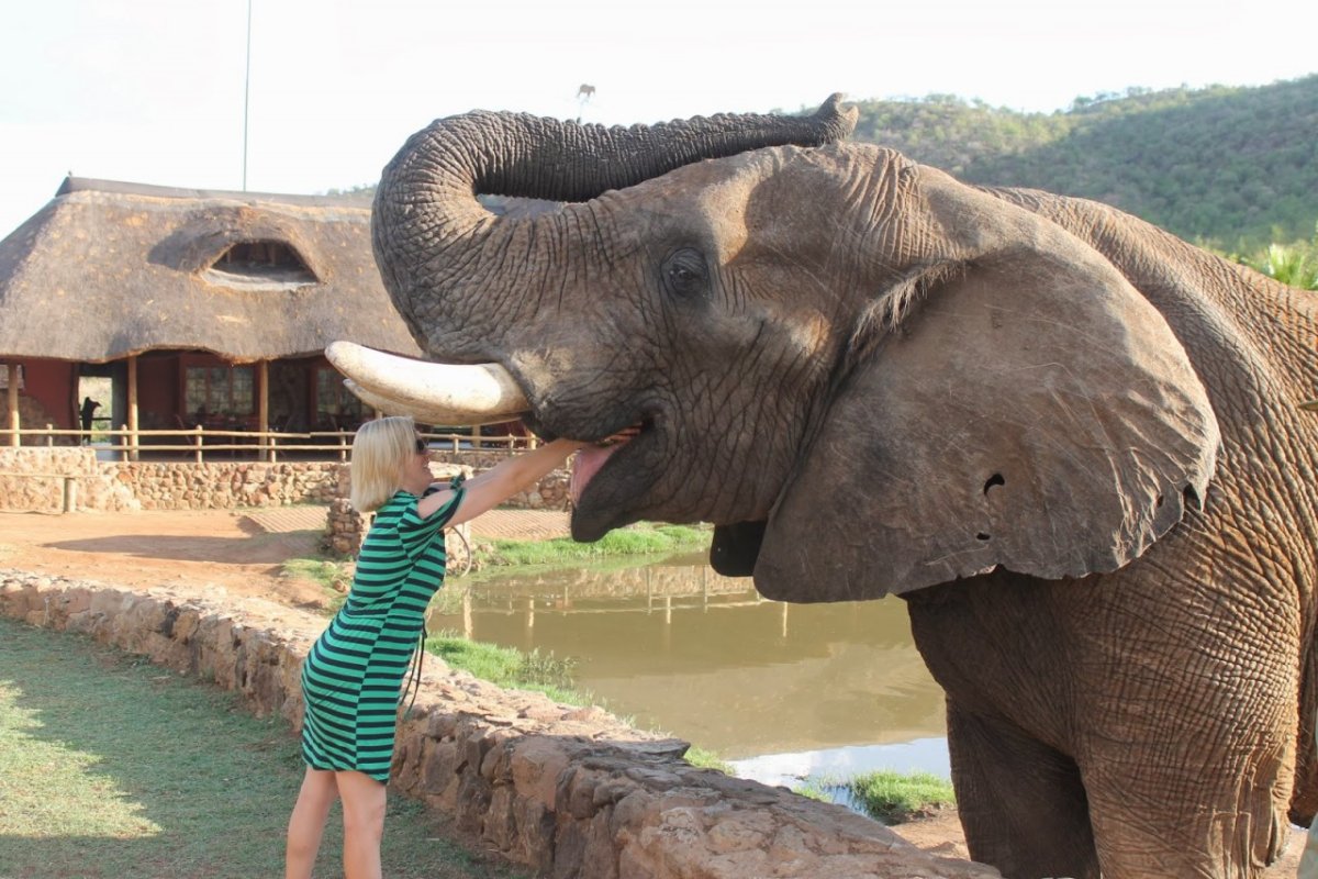 Грустный слон