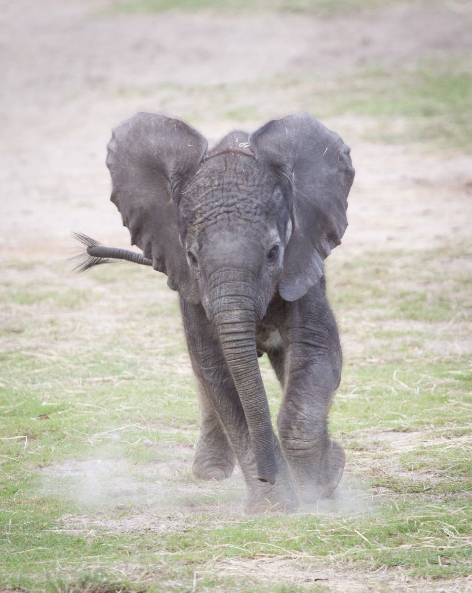Слонёнок держится за мамин хвост