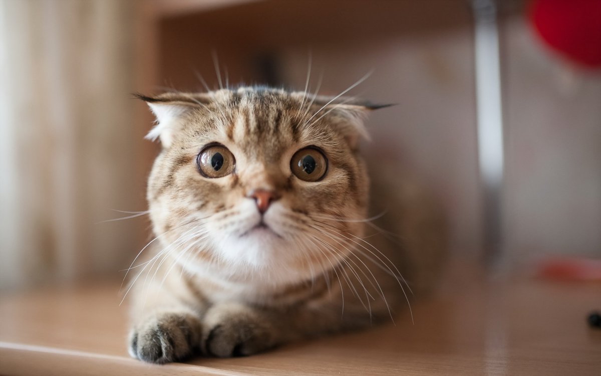 Кошка испугалась
