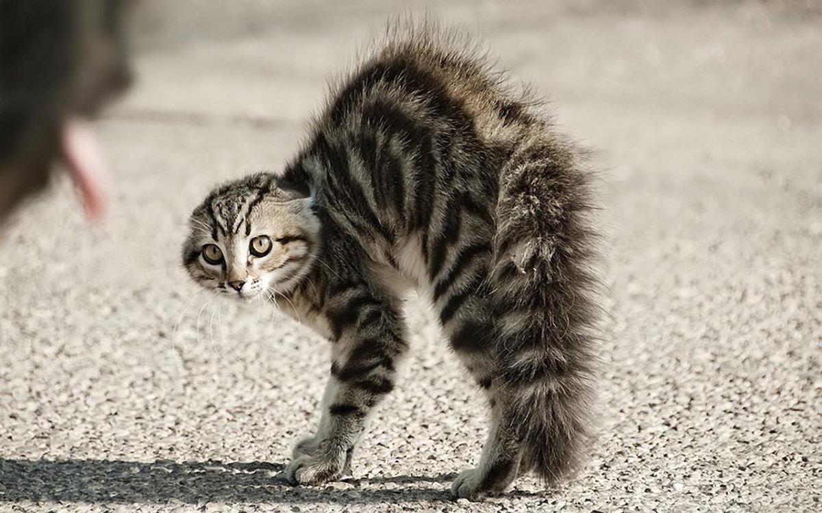 Удивленный кот прикол