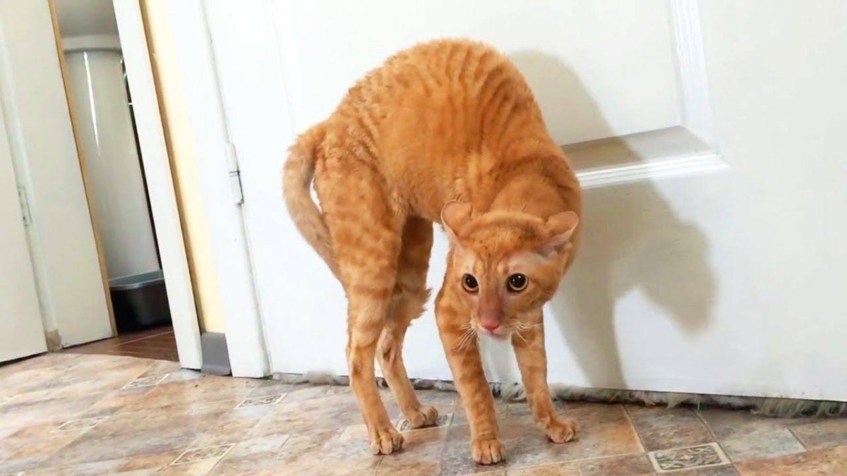 Котик Кевин