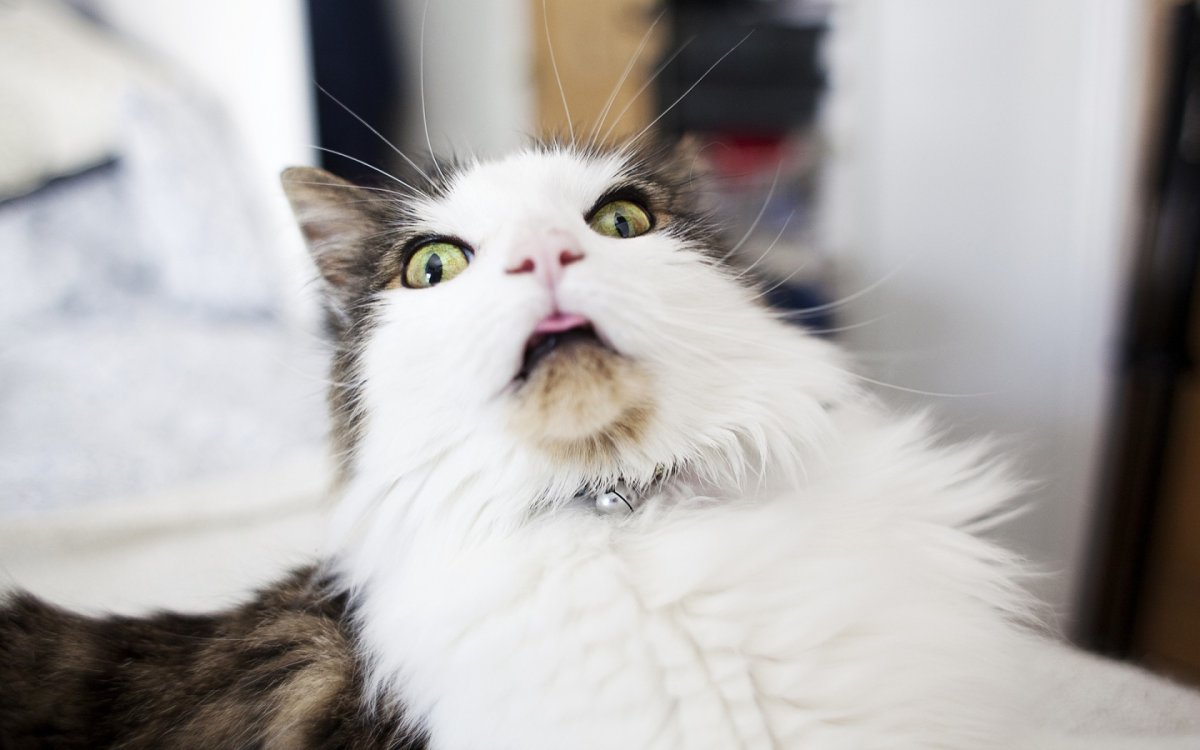 Прикольные коты
