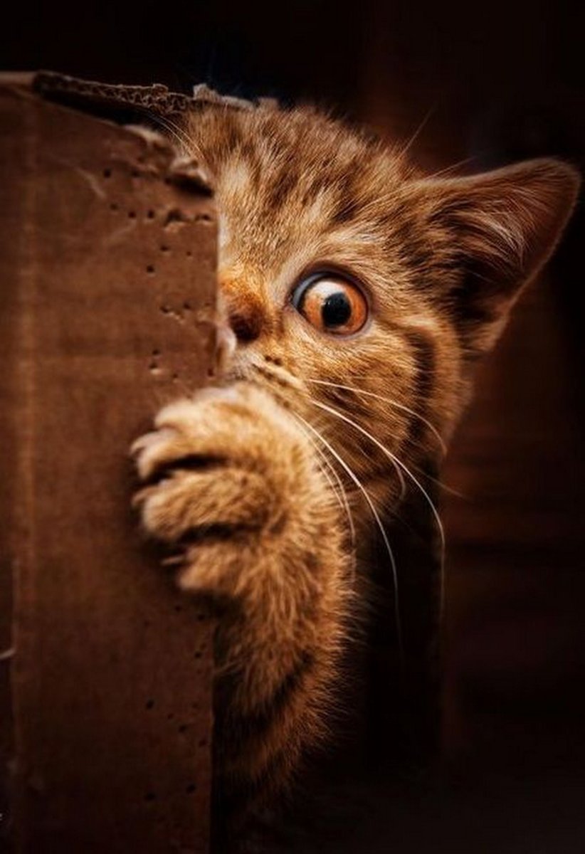 Котенок испугался