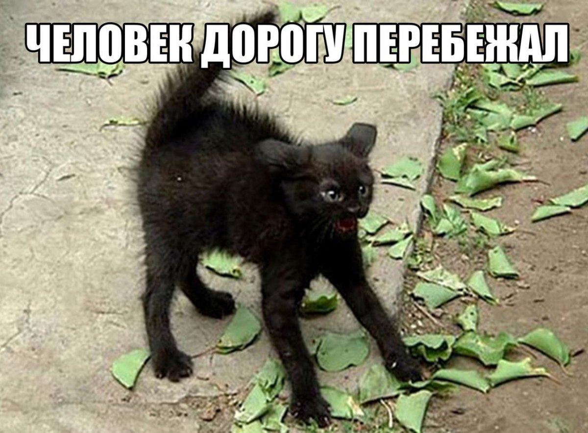 Кошачий страх
