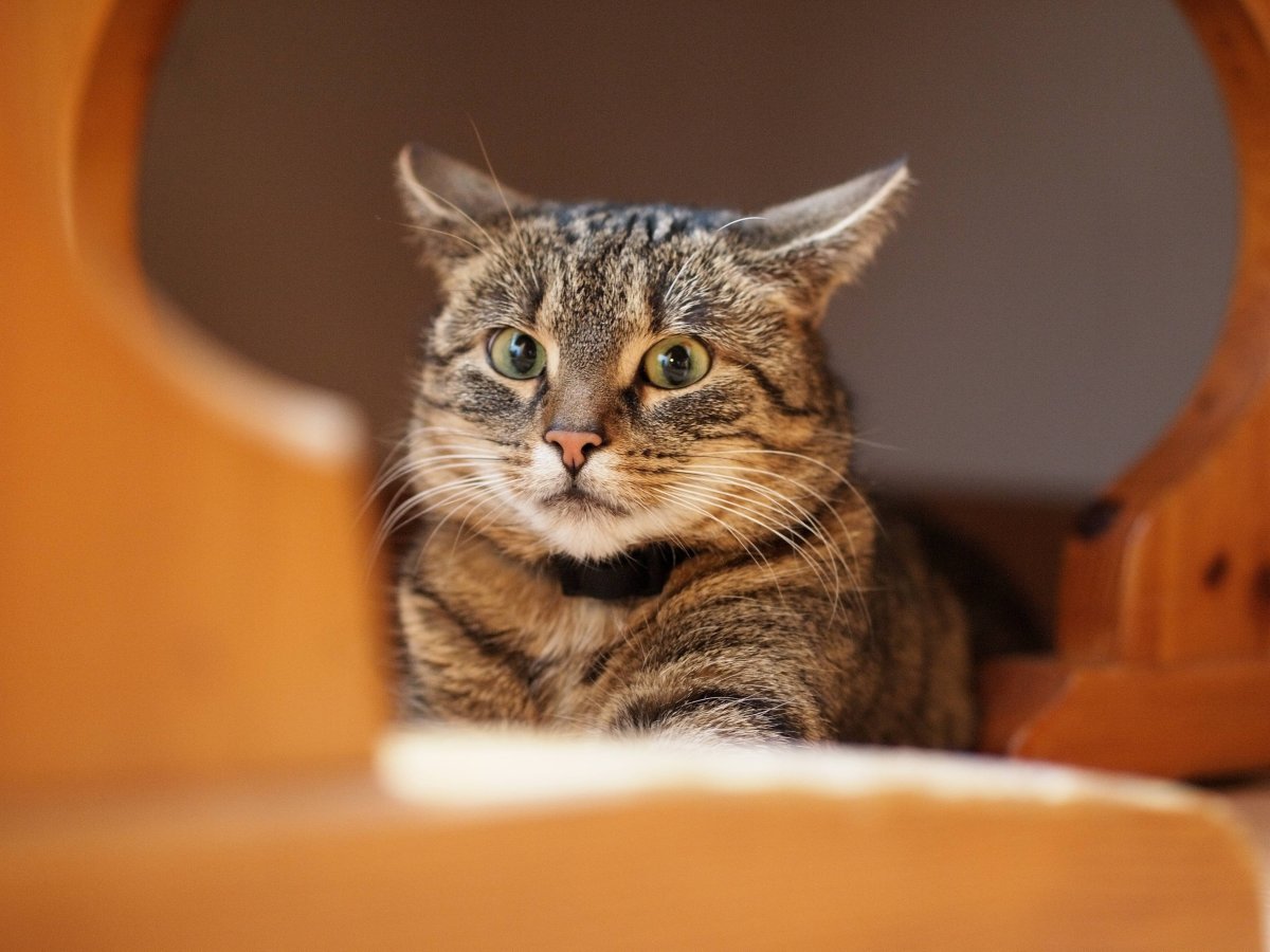 Морда кота