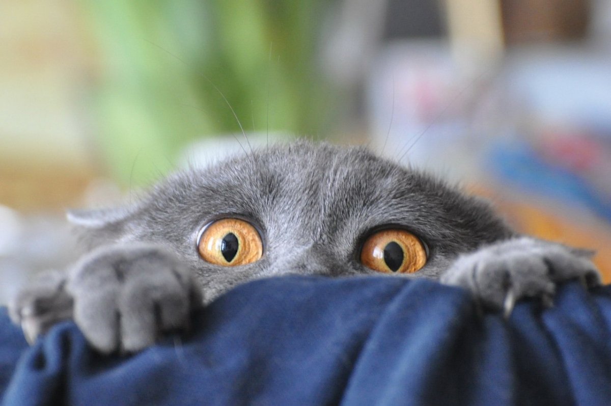 Удивленный взгляд кота